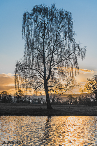 Silhouette of Tree across lake at sunrise