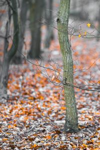 Last leaves on the tree