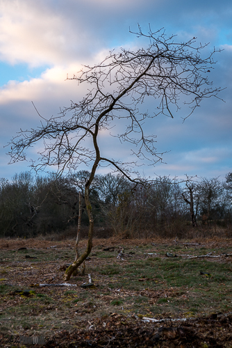 Small tree at Sunset