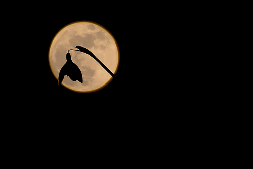 Snowdrop silhouetted in against a supermoon