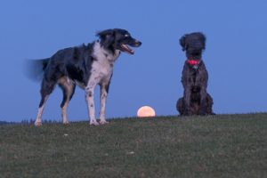 Two dogs in the moonlight
