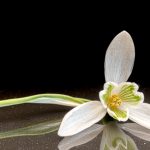 Single snowdrop stem