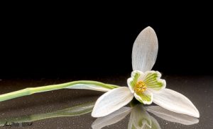 Single snowdrop stem