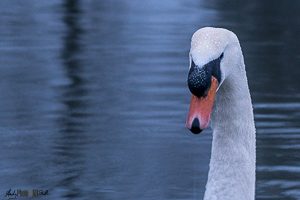 Head beak and neck of swan
