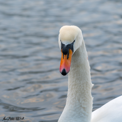 Simple swan headshot