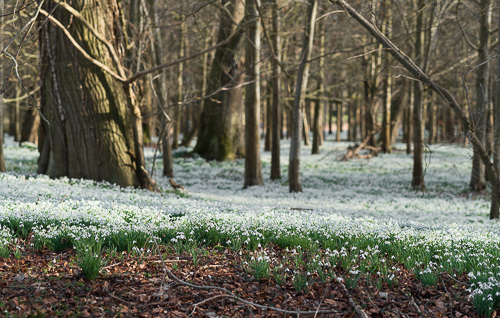 Woodland full of snowdrops