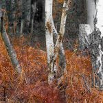 Base of three sliver birches