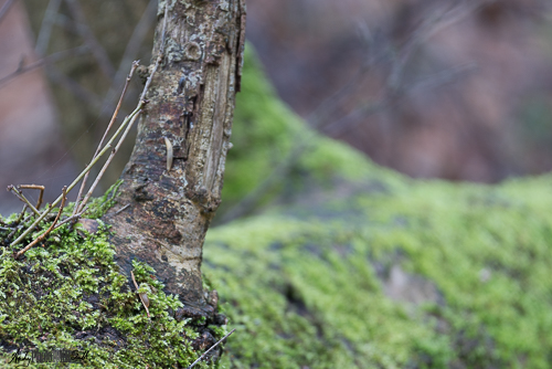 Natural looking woodland shot