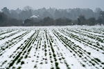 Sprinkling of snow over the crop shoots