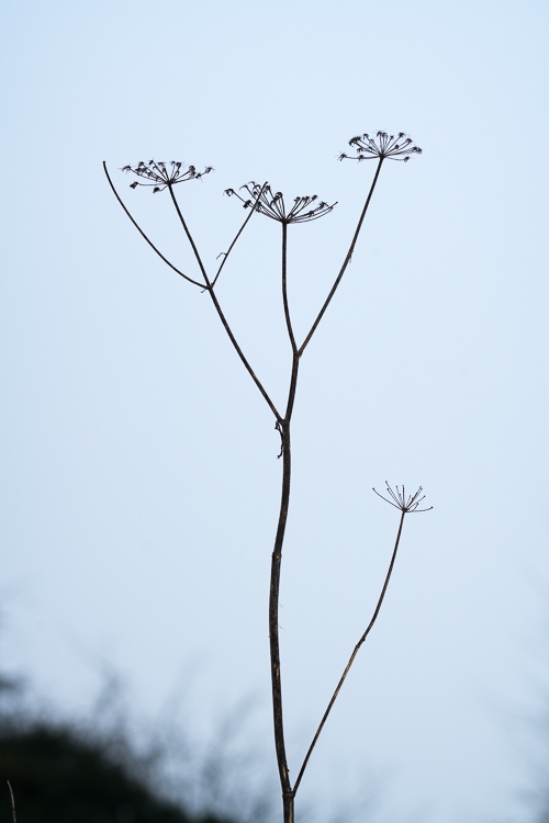 Flower against a white sky