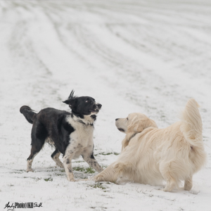 Go, dogs playing together