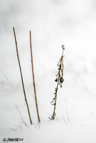 Three flower stems in snow minimalism