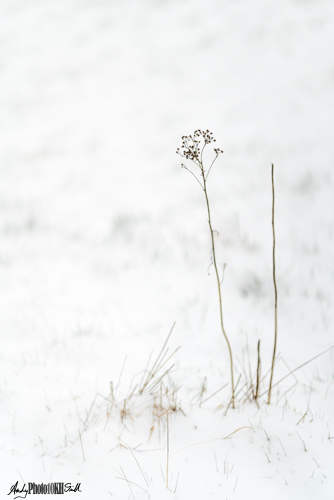 Minimalism flower in snow