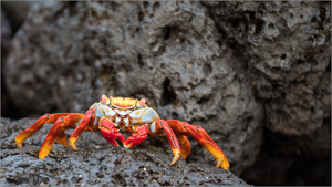 Crab on rock