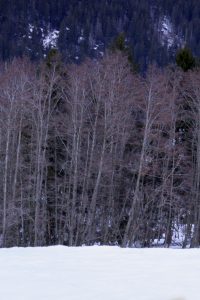 Snow & Trees