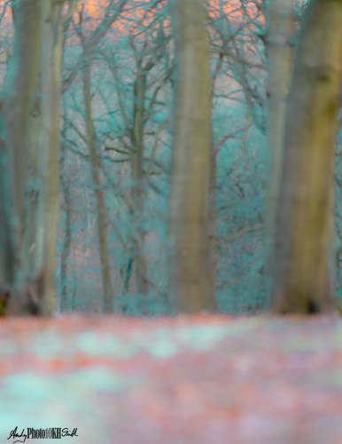 Blurry winter woodland scene