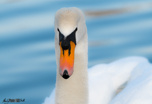 Orange swan beak contrasting against a blue lake background