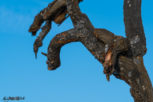 Another shot of interlocking tree branches