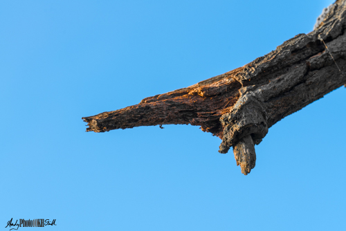 Branch end against a blue sky