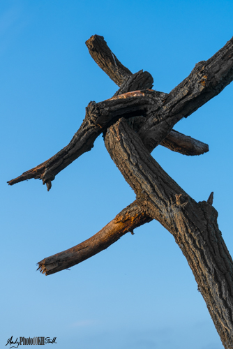 Interlocking tree branches that look like Japanese characters