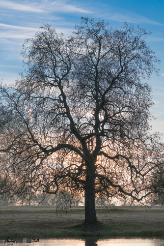 Tree Silhouette against the sunrise