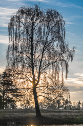 Silhouette of tree against the sunrise