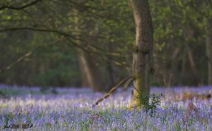 Bluebells under trees in forest