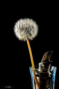 Dandelion seed head held in vase by wine pourer