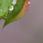 Drop of water on leaf