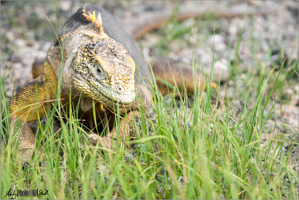Iguana in grass