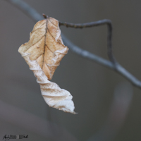 Single golden leaf