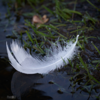 White feather on water