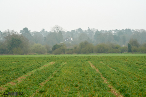 Green field of crop