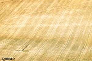 golden field with telegraph pole