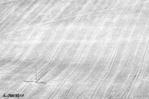 Black and white field with telegraph pole