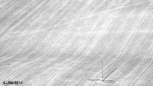 letterboxed black and white field with telegraph pole