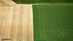 Simple golden and green fields square divide