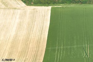 Green and golden fields side by side with diagonal divide