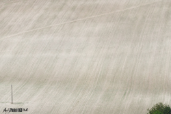 White field with telegraph pole