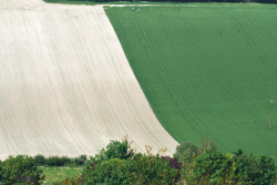 Green and white field shot from above