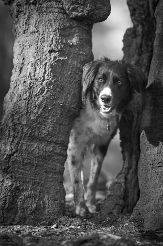 Harley in the split tree Burnham Beeches