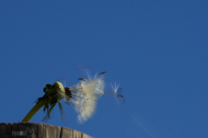 Dandelion seed head being blown against a clear blue sky