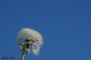 Dandelion Seed Head against a Clear Blue Sky