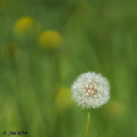 Blurry dandelion seed head