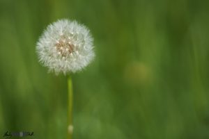 Blurry dandelion seed head