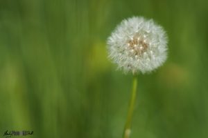 Blurry dandelion seed head