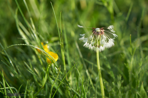 Close-up of part blown dandelion seed head with great seed detail