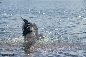 Dog shaking in lake