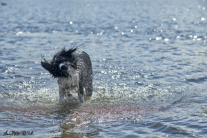 Dog shaking in lake