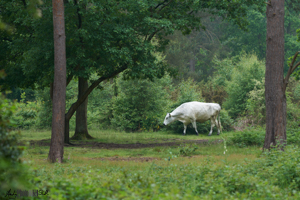 Cow in trees